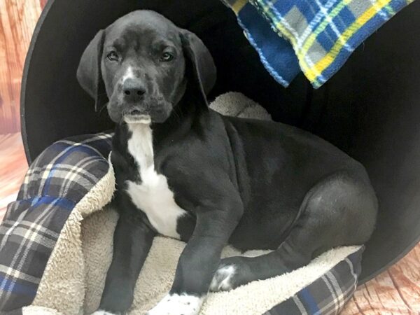 Great Dane DOG Female Black/White 6228 Petland Ashland, Kentucky