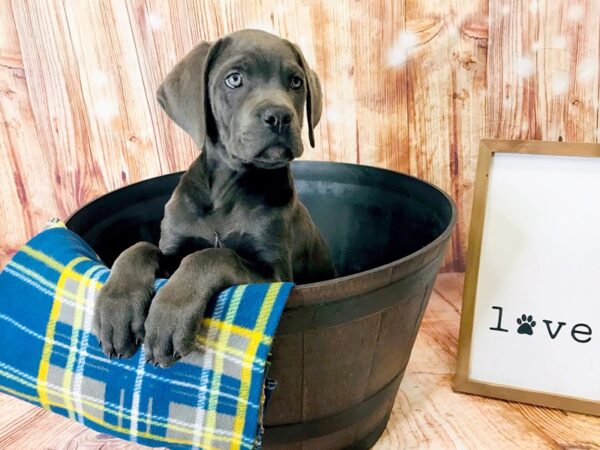 Cane Corso DOG Female Blue 6230 Petland Ashland, Kentucky