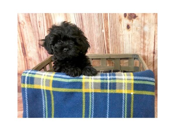 Lhasapoo DOG Female Black 6236 Petland Ashland, Kentucky