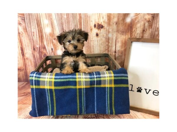 Yorkshire Terrier DOG Male Black / Tan 6240 Petland Ashland, Kentucky