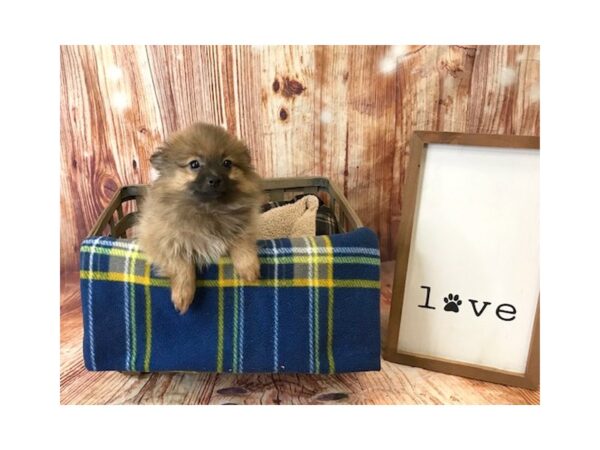 Pomeranian DOG Female Red Sable 6238 Petland Ashland, Kentucky