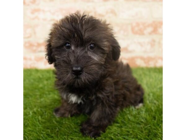 Yorkiepoo-DOG-Male-Sable-6246-Petland Ashland, Kentucky