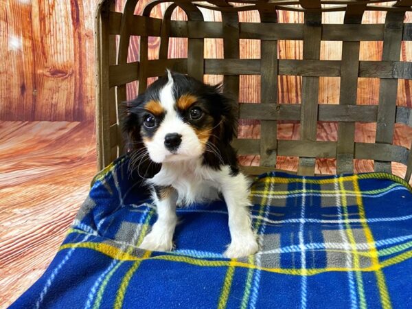 Cavalier King Charles Spaniel DOG Female TRI 6245 Petland Ashland, Kentucky