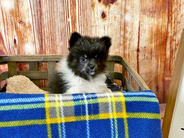 Pomeranian-DOG-Female-Blue / Tan-6250-Petland Ashland, Kentucky