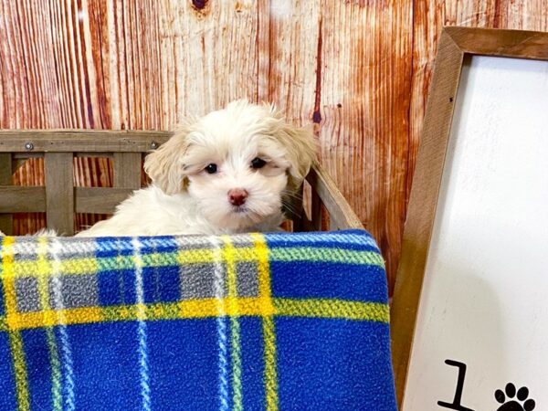 Maltese DOG Female White 6249 Petland Ashland, Kentucky