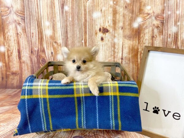 Pomeranian DOG Female Black 6251 Petland Ashland, Kentucky