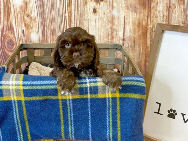 Cock A Poo-DOG-Female-Chocolate / Tan-6247-Petland Ashland, Kentucky