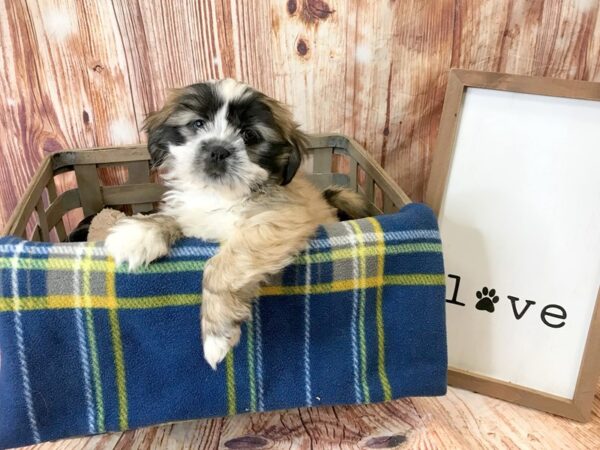 Lhasa Apso DOG Male Golden 6242 Petland Ashland, Kentucky