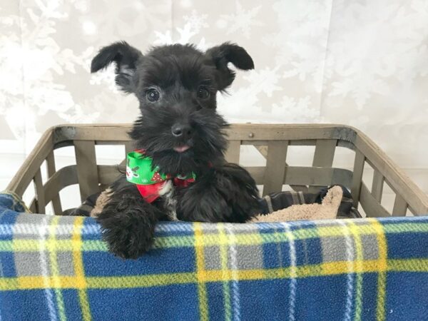 Mini Schnauzer DOG Male Black 6259 Petland Ashland, Kentucky