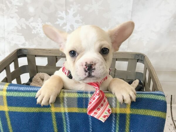 French Bulldog DOG Male cream 6262 Petland Ashland, Kentucky