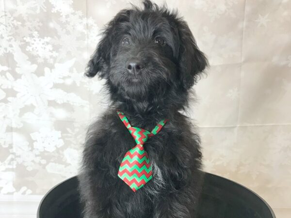 Pomapoo-DOG-Male-Black-6261-Petland Ashland, Kentucky