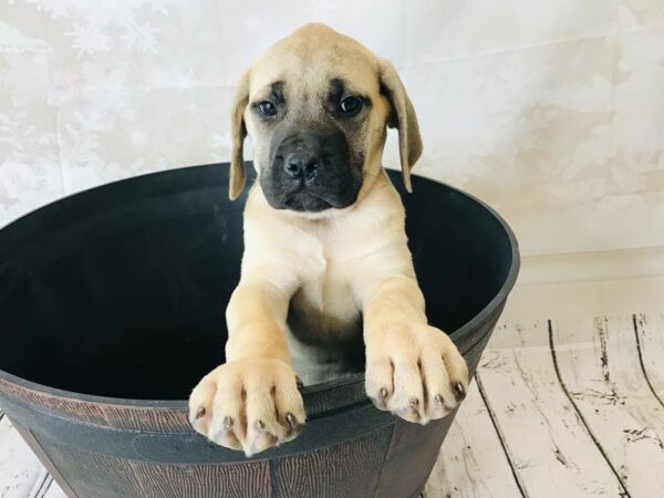 Mastiff DOG Female Fawn 6272 Petland Ashland, Kentucky