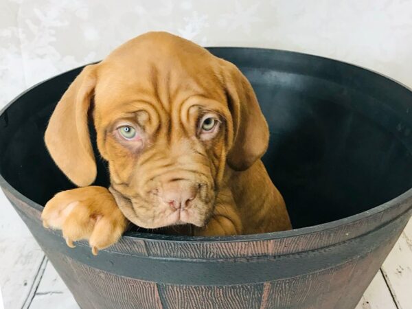 Dogue de Bordeaux DOG Male Red 6271 Petland Ashland, Kentucky