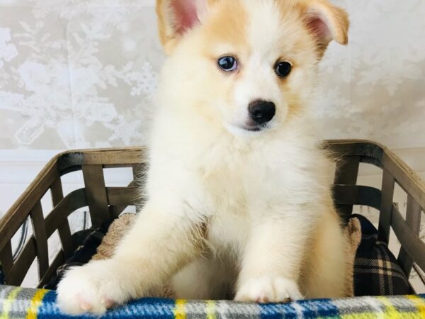 Pomsky DOG Female Orange 6269 Petland Ashland, Kentucky