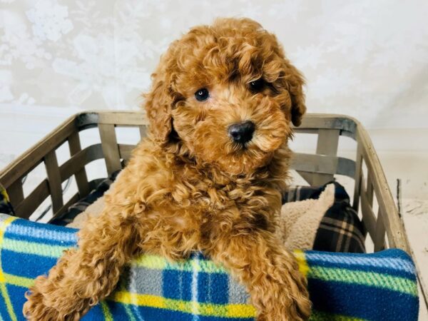 Poodle DOG Male Red 6266 Petland Ashland, Kentucky