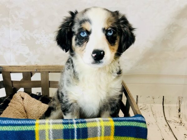 Miniature Australian Shepherd DOG Female Blue Merle 6265 Petland Ashland, Kentucky