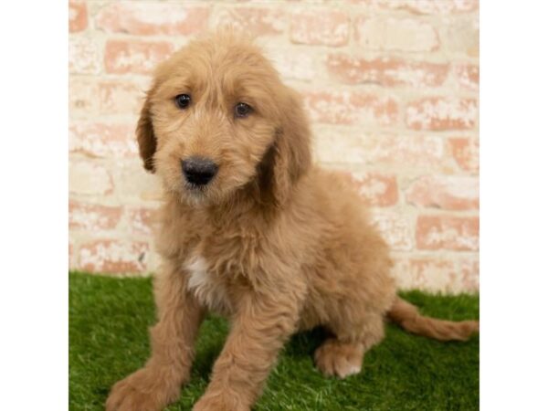 Goldendoodle DOG Female Red 6281 Petland Ashland, Kentucky