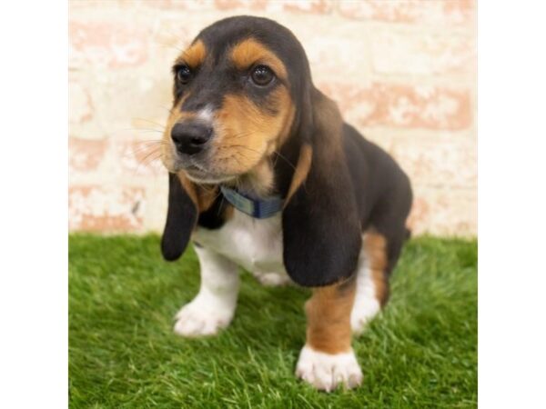 Basset Hound DOG Male Black White / Tan 6280 Petland Ashland, Kentucky