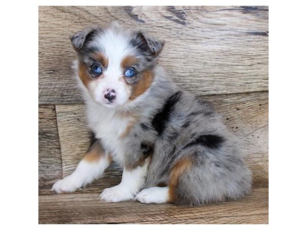 Miniature Australian Shepherd DOG Female Blue Merle White / Tan 6274 Petland Ashland, Kentucky