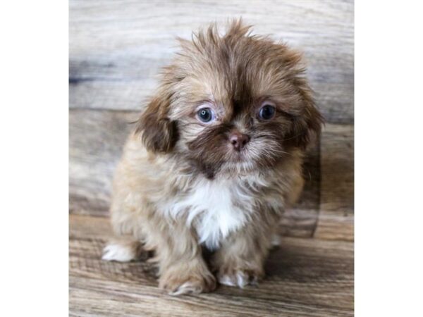 Shih Tzu DOG Female Chocolate Sable 6276 Petland Ashland, Kentucky