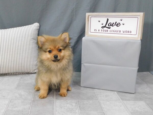 Pomchi DOG Female Red Sable 6348 Petland Ashland, Kentucky