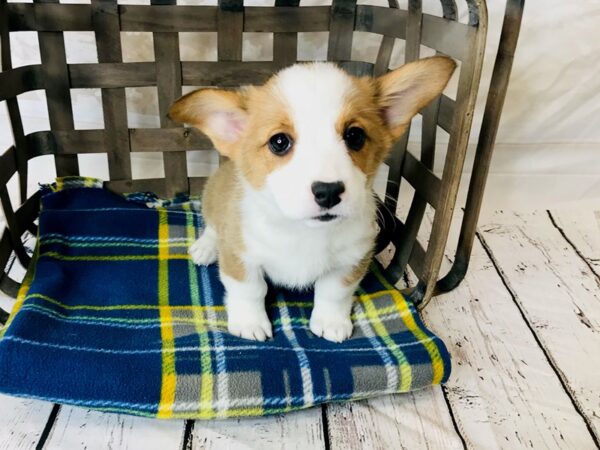 Pembroke Welsh Corgi DOG Female Sable / White 6275 Petland Ashland, Kentucky