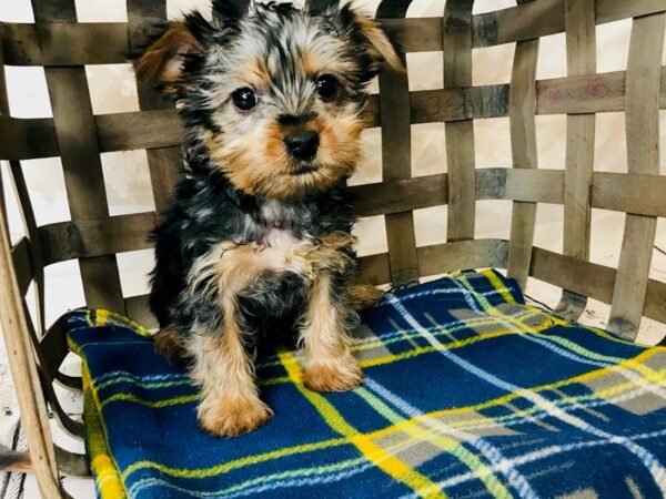 Silky Terrier DOG Female Black / Tan 6277 Petland Ashland, Kentucky