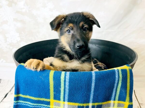 German Shepherd Dog DOG Male Black / Tan 6278 Petland Ashland, Kentucky