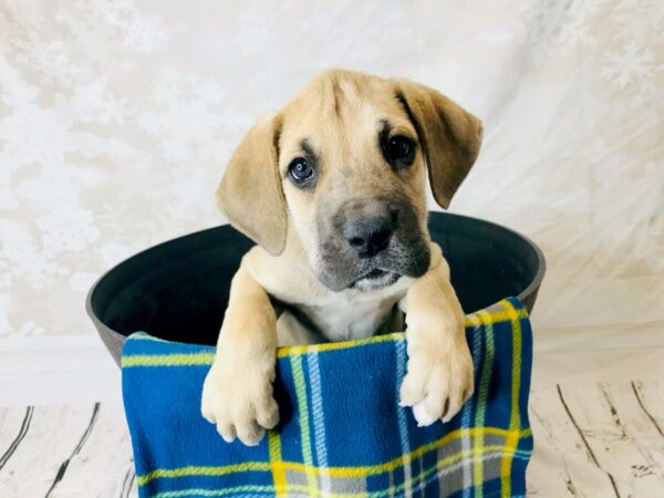 Great Dane DOG Male Fawn 6282 Petland Ashland, Kentucky