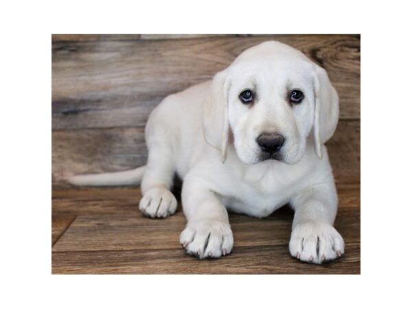 Labrador Retriever DOG Female Yellow 6287 Petland Ashland, Kentucky