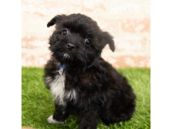 Aussiepoo DOG Male Black 6296 Petland Ashland, Kentucky