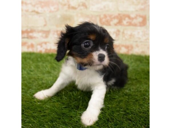 Cavalier King Charles Spaniel DOG Female Black 6298 Petland Ashland, Kentucky