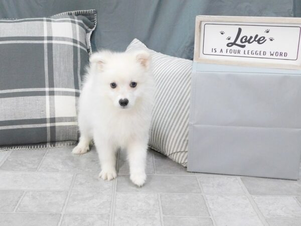 American Eskimo Dog-DOG-Female-White-6347-Petland Ashland, Kentucky