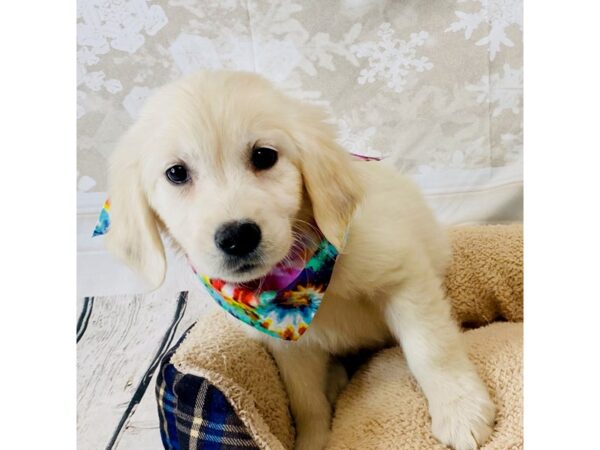 Golden Retriever DOG Female Light Golden 6302 Petland Ashland, Kentucky