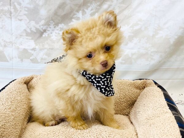 Pomeranian DOG Male Orange Sable 6303 Petland Ashland, Kentucky