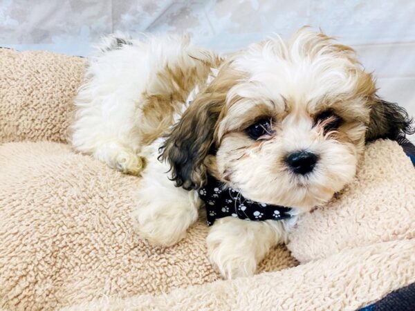 Teddy Bear DOG Male Gold / White 6304 Petland Ashland, Kentucky