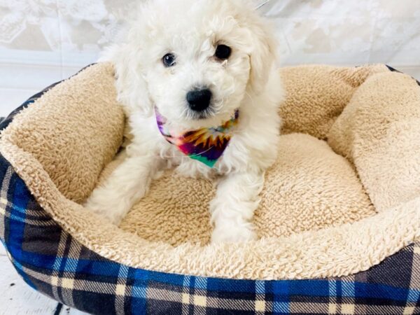 Bichon Frise DOG Male White 6305 Petland Ashland, Kentucky