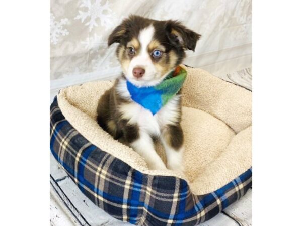 Toy Australian Shepherd DOG Male Red 6306 Petland Ashland, Kentucky