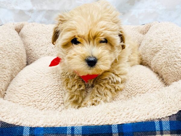 Morkie-DOG-Male--6313-Petland Ashland, Kentucky