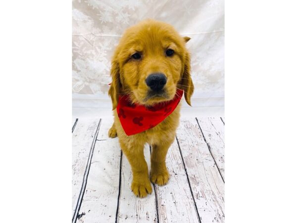 Golden Retriever DOG Male Golden 6312 Petland Ashland, Kentucky