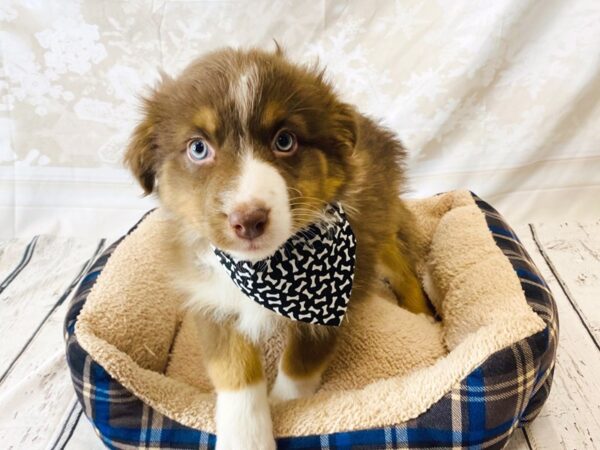 Australian Shepherd DOG Male Red / Tan 6310 Petland Ashland, Kentucky