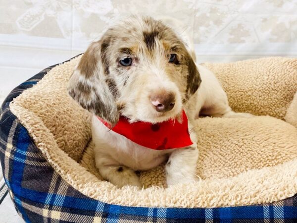 Dachshund DOG Male Chocolate Merle 6309 Petland Ashland, Kentucky