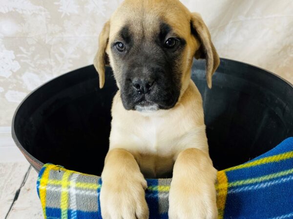 Mastiff DOG Female Fawn 6292 Petland Ashland, Kentucky