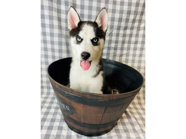 Siberian Husky DOG Female Black / White 6291 Petland Ashland, Kentucky