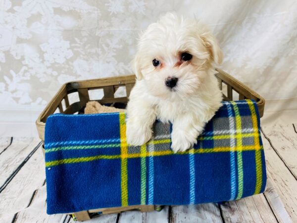 Maltese DOG Male White 6289 Petland Ashland, Kentucky