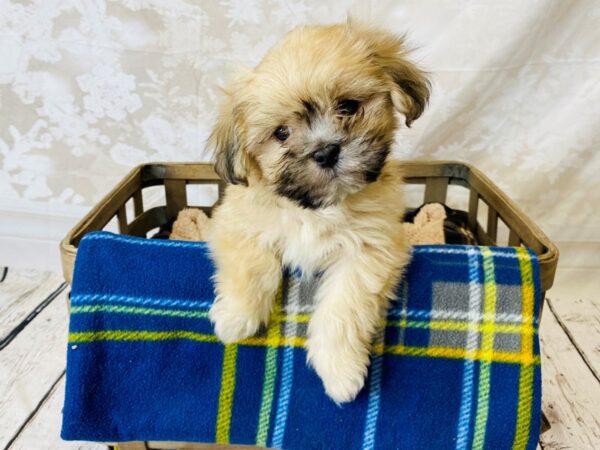 Lhasa Apso-DOG-Male-Golden-6288-Petland Ashland, Kentucky