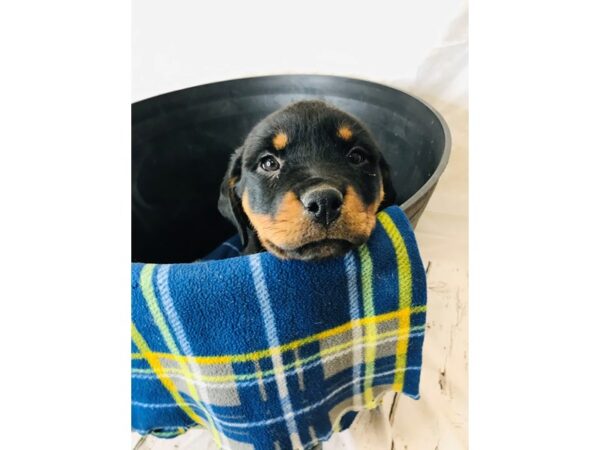 Rottweiler-DOG-Female-Black / Mahogany-6285-Petland Ashland, Kentucky