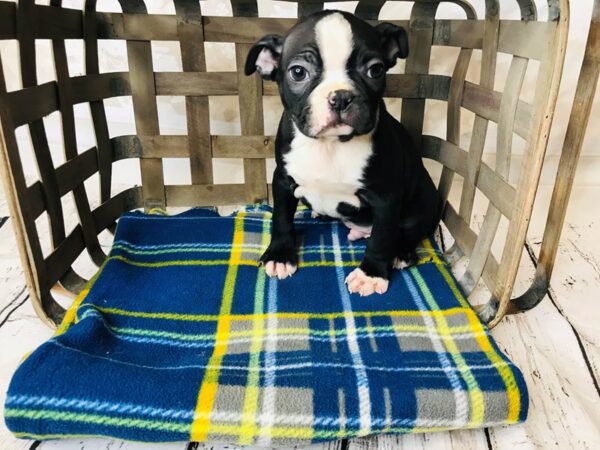 Boston Terrier DOG Male Black / White 6284 Petland Ashland, Kentucky