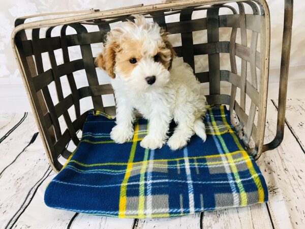 Cavapoo DOG Female Blenheim 6279 Petland Ashland, Kentucky