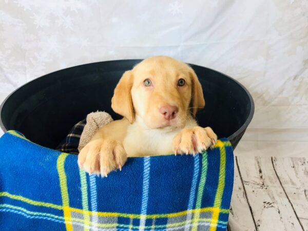 Labrador Retriever DOG Female Yellow 6283 Petland Ashland, Kentucky